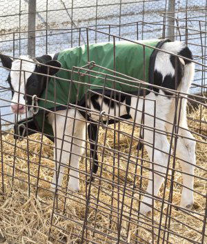 How to Make a Calf Blanket