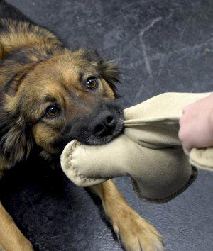How to Make a Stuffed Dog Toy