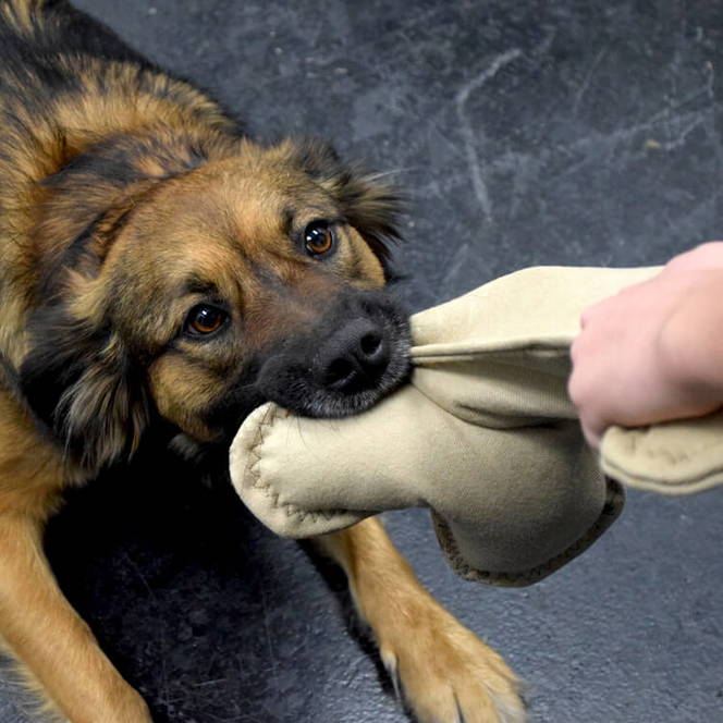 How to Make a Stuffed Dog Toy