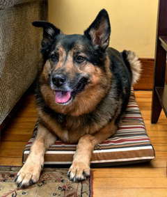 How to Make a Simple Dog Bed or Outdoor Cushion