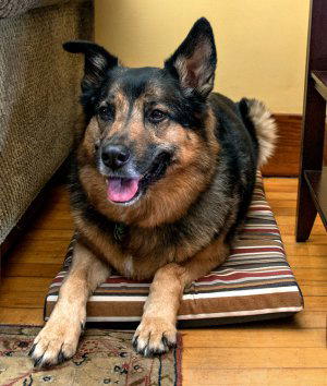 How to Make a Simple Dog Bed (or Outdoor Cushion)