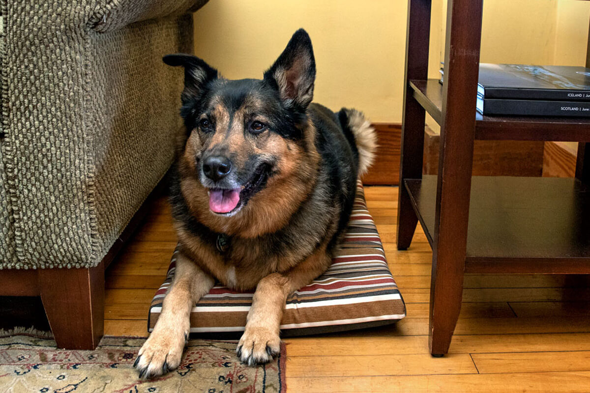 Dog bed
