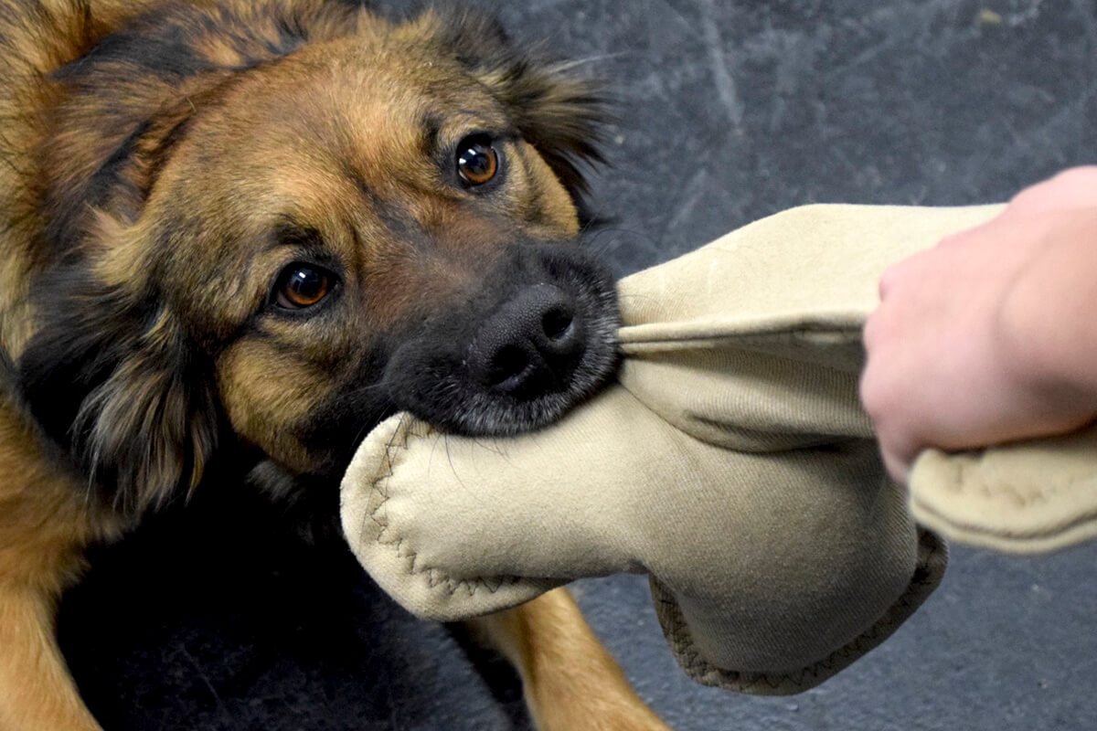 Stuffed dog toy