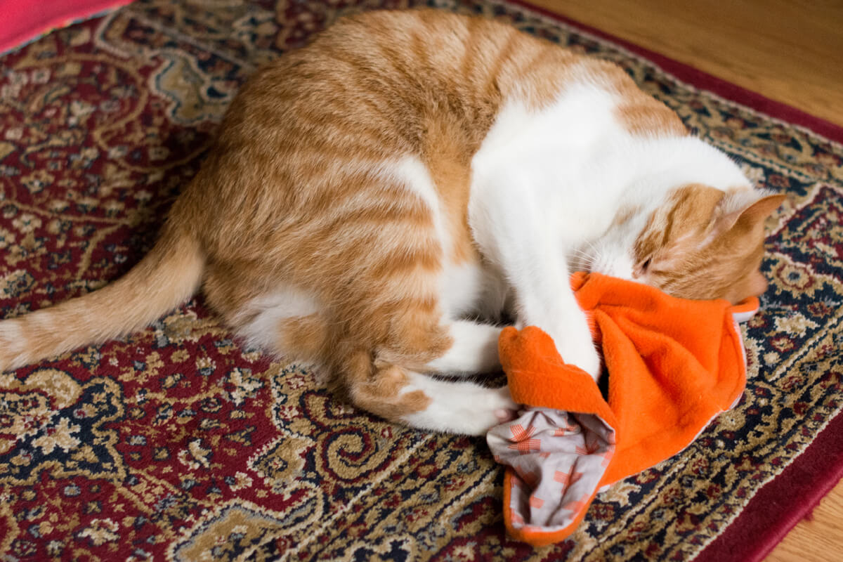 Catnip blanket