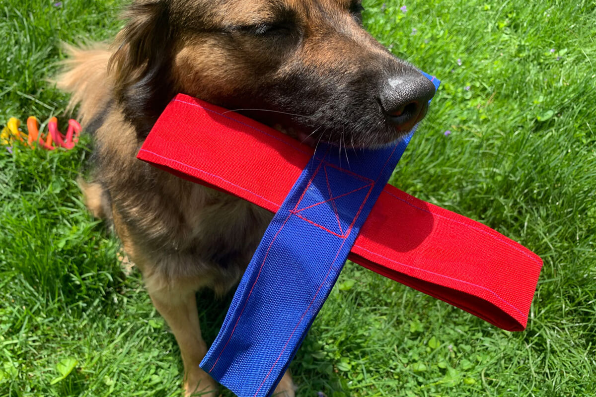 Nylon dog toy