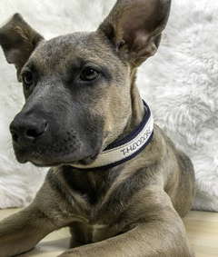 How to Make a Dog Collar